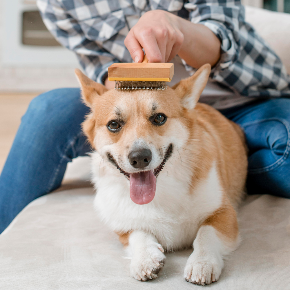 Pet Accessories